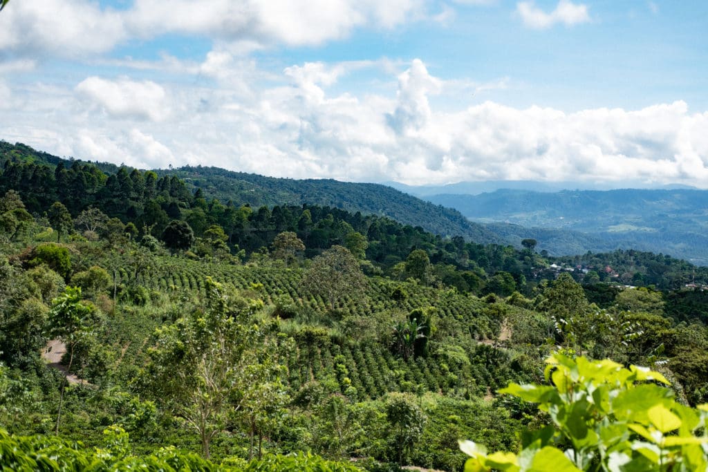 Aquiares Estate