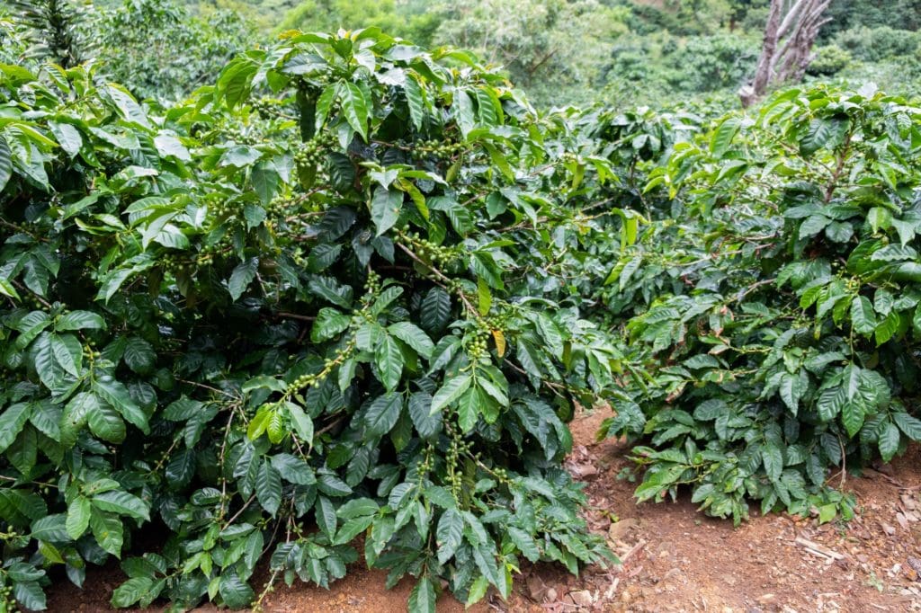 Tarazú