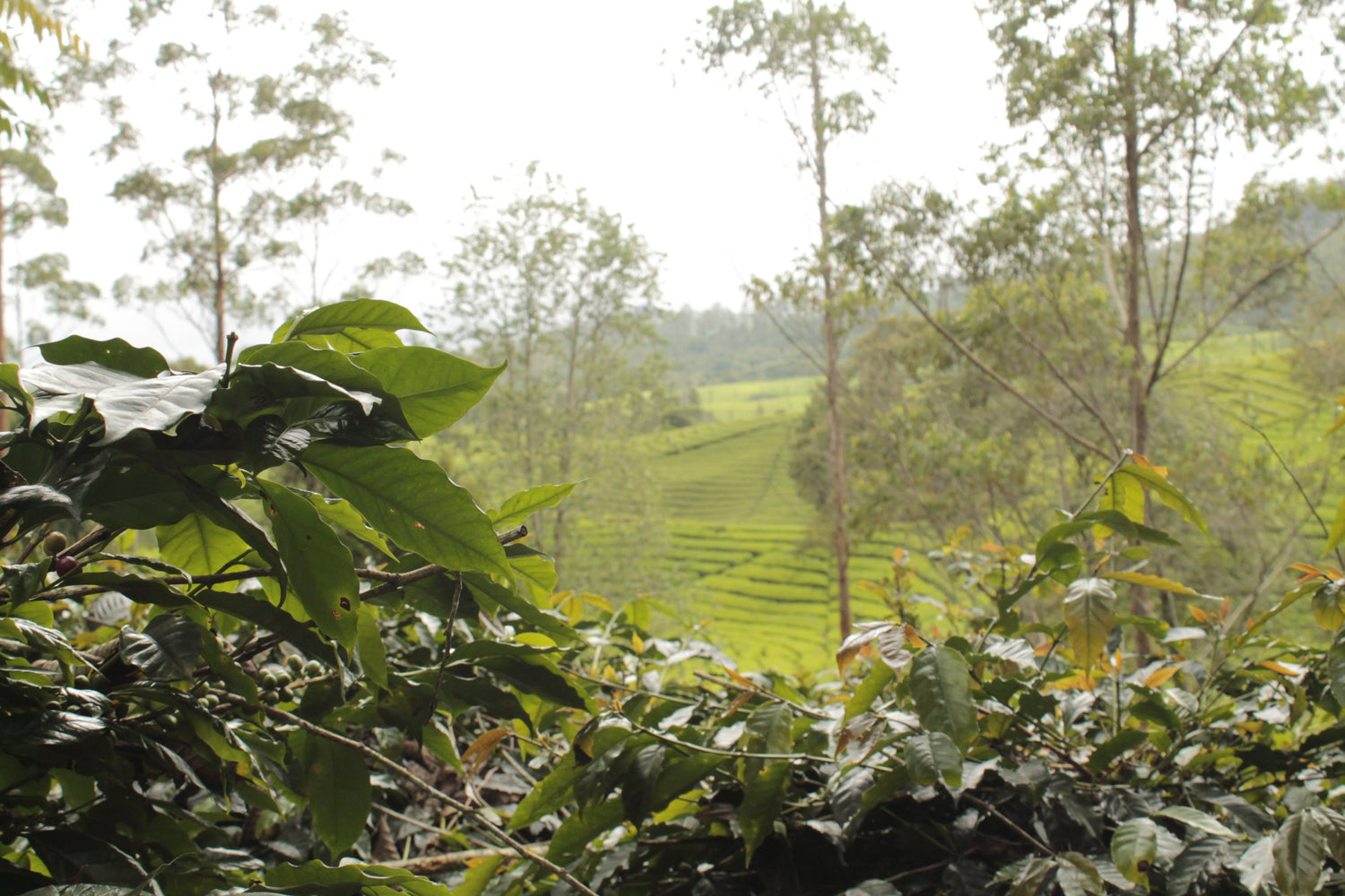 Barokah Kerinci