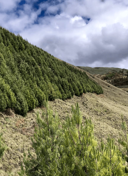 Selva Norte